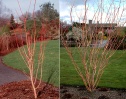 'Pacific Fire' Vine maple in a more cultivated setting.  The orange-red bark would contrast nicely with the mosses.